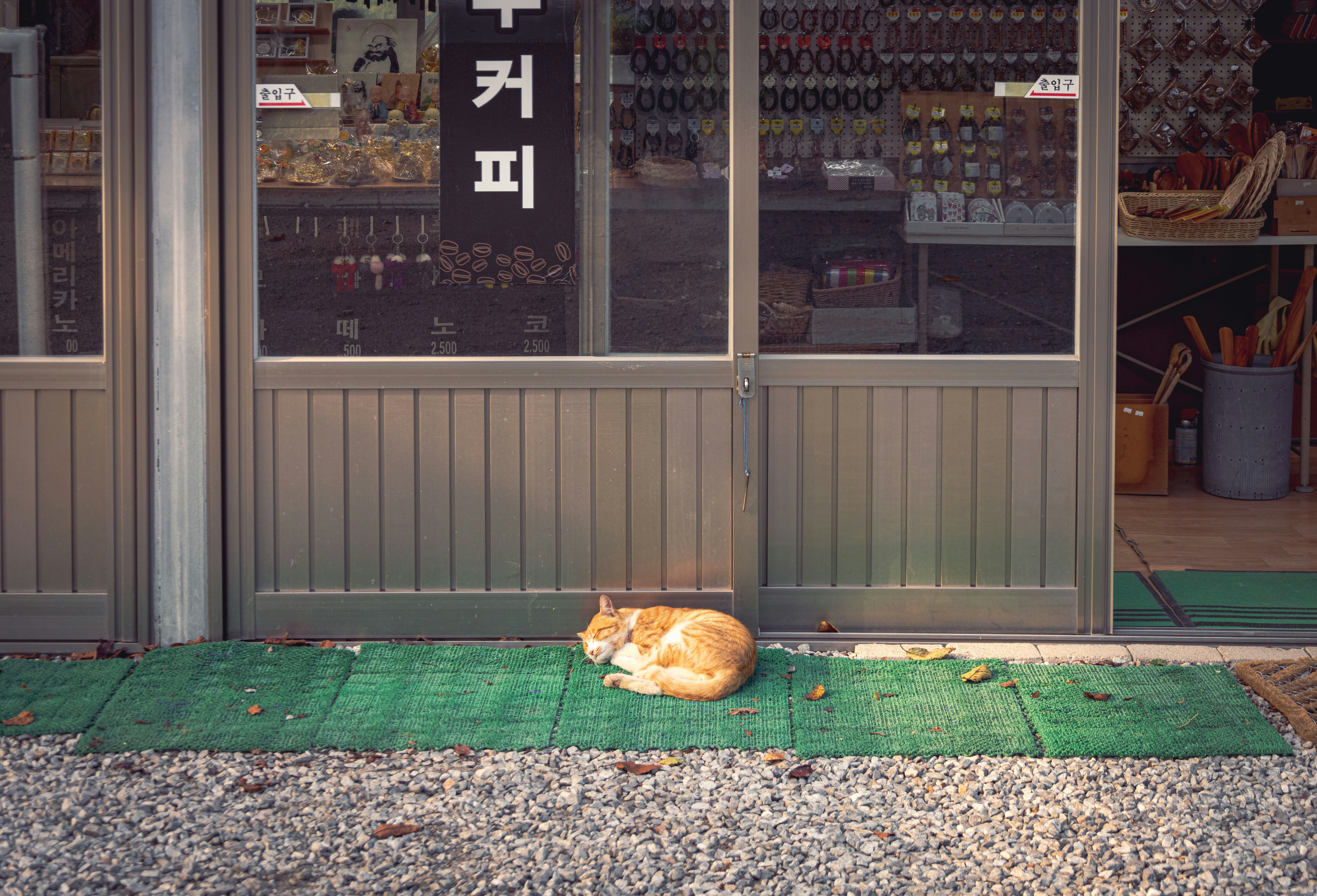 Real bodega cat from NYC